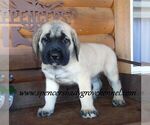 Small #1 Mastiff