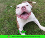 Small #9 Bulldog