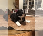 Small Photo #2 Border Collie Puppy For Sale in BOWLING GREEN, KY, USA