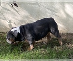 Small Photo #1 English Bulldog Puppy For Sale in RANCHO CUCAMONGA, CA, USA