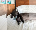 Small #4 Dachshund