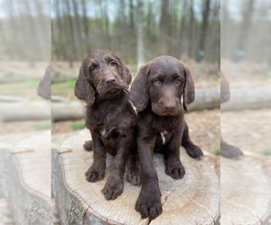 Labradoodle Puppy for Sale in PIEDMONT, South Carolina USA