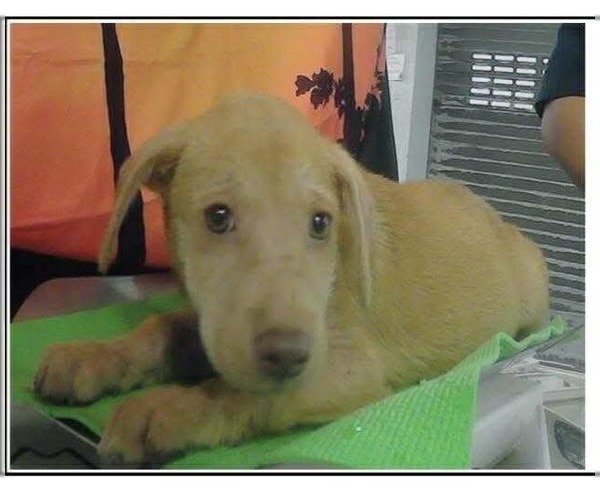 Medium Photo #3 Mutt Puppy For Sale in Lakewood, CO, USA