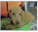 Small #2 Mutt