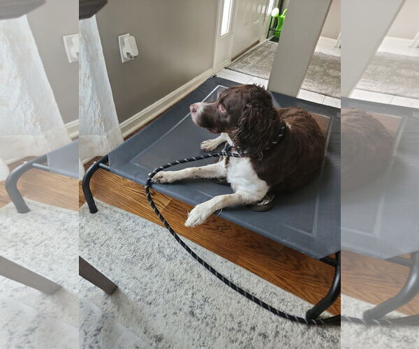 Medium Photo #4 Brittany Puppy For Sale in Curwensville, PA, USA