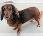 Small #3 Dachshund
