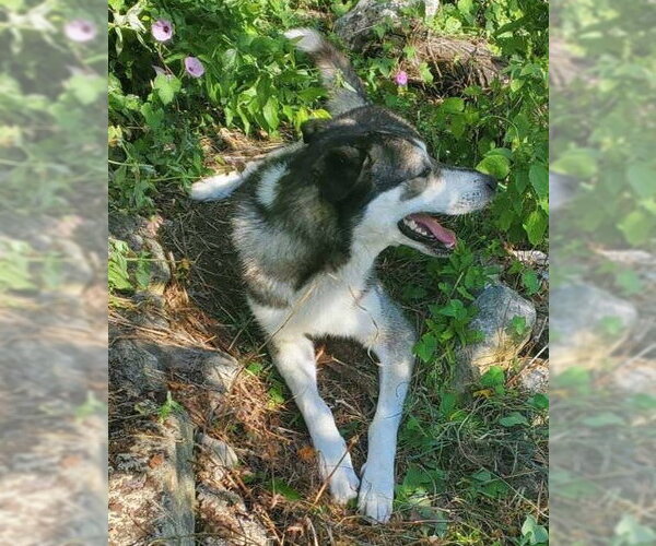 Medium Photo #2 Siberian Husky-Unknown Mix Puppy For Sale in Grand Prairie, TX, USA