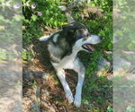 Small Photo #2 Siberian Husky-Unknown Mix Puppy For Sale in Grand Prairie, TX, USA