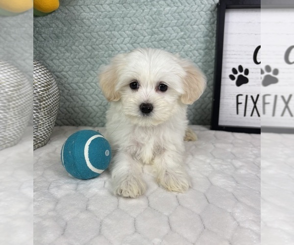 Medium Photo #4 Maltipoo (Toy) Puppy For Sale in FRANKLIN, IN, USA