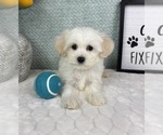 Small #3 Maltipoo (Toy)