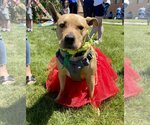 Small #2 American Pit Bull Terrier Mix