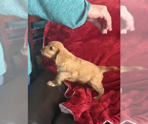 Medium Photo #15 Aussalier Puppy For Sale in MAPLETON, OR, USA