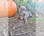 Small Photo #5 Staffordshire Bull Terrier Puppy For Sale in HUMBLE, TX, USA