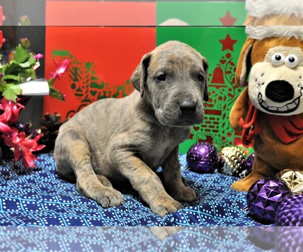 Medium Photo #4 Great Dane Puppy For Sale in BANGOR, WI, USA