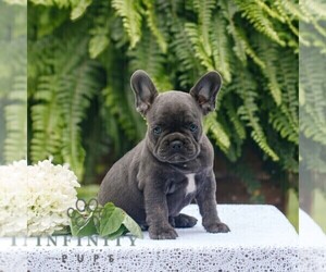 French Bulldog Puppy for sale in NARVON, PA, USA