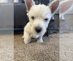 Puppy Puppy 3 scotty West Highland White Terrier