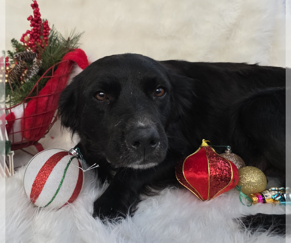 Medium Photo #3 Mutt Puppy For Sale in Brooklyn, NY, USA