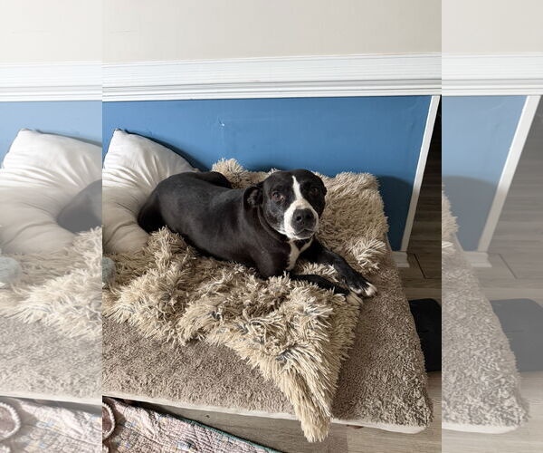 Medium Photo #2 American Staffordshire Terrier-Unknown Mix Puppy For Sale in Holly Springs, NC, USA