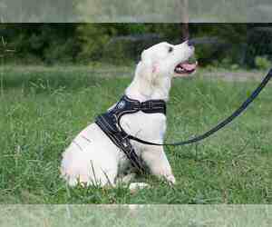 English Cream Golden Retriever Puppy for sale in MOUNT PLEASANT, TN, USA