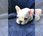 Small Photo #2 French Bulldog Puppy For Sale in FORT MYERS BEACH, FL, USA