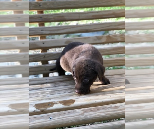 Medium Photo #20 Labrador Retriever Puppy For Sale in SPENCER, TN, USA