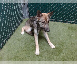 German Shepherd Dog-Siberian Husky Mix Dogs for adoption in Downey, CA, USA