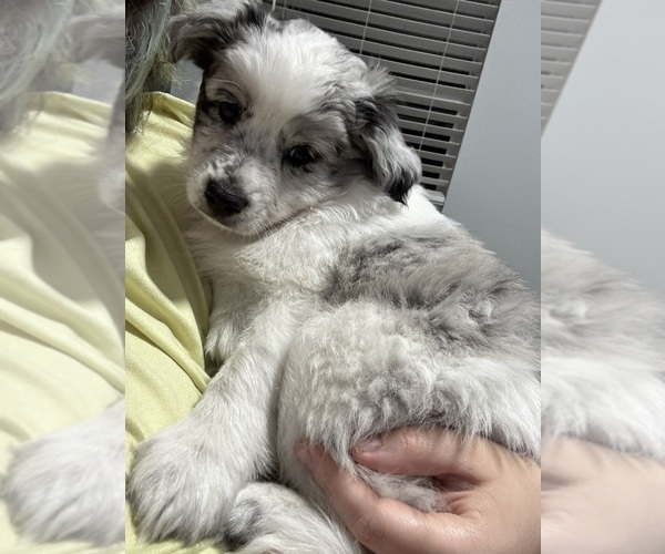 Medium Photo #2 Miniature Australian Shepherd Puppy For Sale in VALRICO, FL, USA