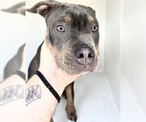 Mutt Dogs for adoption in Houston, TX, USA