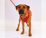 Small #4 Black Mouth Cur Mix