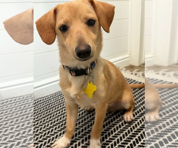 Medium Photo #1 Chiweenie Puppy For Sale in Sandy, UT, USA