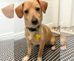 Breadstick - Male Chiweenie Dog for Adoption - Small photo