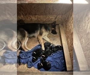 Mother of the German Shepherd Dog puppies born on 05/22/2023
