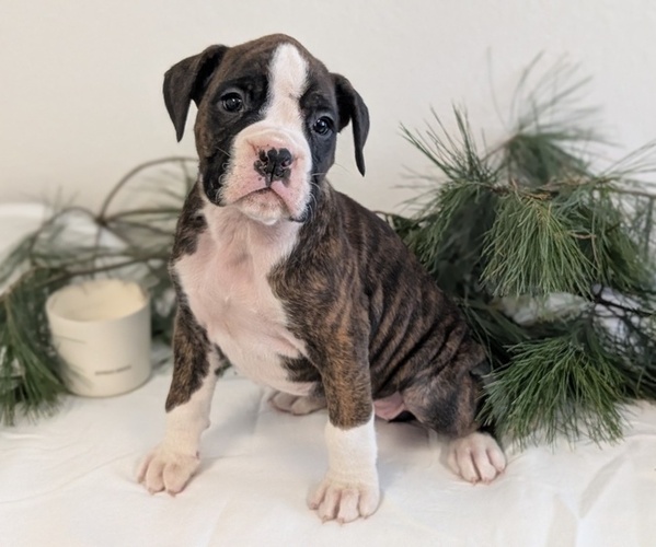 Medium Photo #3 Boxer Puppy For Sale in GOSHEN, IN, USA