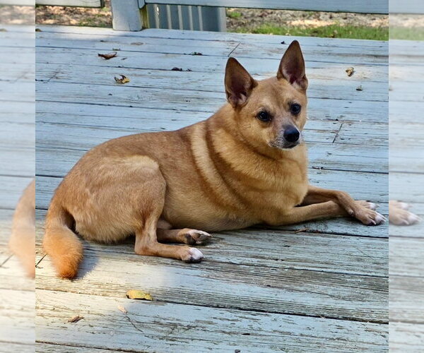 Medium Photo #2 Chihuahua-Finnish Spitz Mix Puppy For Sale in Batavia, OH, USA