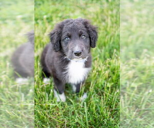 Mutt Dogs for adoption in Germantown, OH, USA
