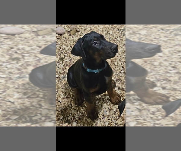 Medium Photo #5 Doberman Pinscher Puppy For Sale in BEGGS, OK, USA