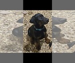 Small #4 Doberman Pinscher