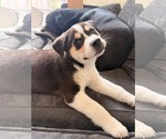 Small #2 Siberian Husky Mix