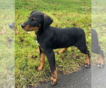 Small Doberman Pinscher Mix