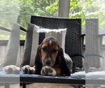Small Photo #4 Basset Hound Puppy For Sale in PLATO, MO, USA