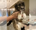 Small Photo #1 Sheepadoodle Puppy For Sale in PARAGOULD, AR, USA