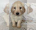 Puppy 4 Goldendoodle