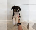 Small #5 Border Collie Mix