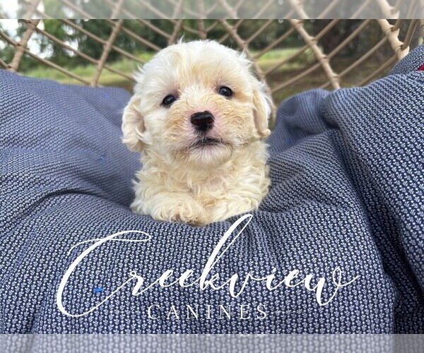 Medium Photo #1 Havachon Puppy For Sale in NIANGUA, MO, USA