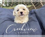 Puppy Carter Havachon