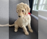 Small Photo #8 Goldendoodle Puppy For Sale in PORTLAND, OR, USA