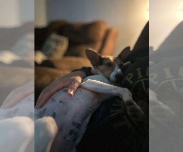 Medium Photo #3 Jack Russell Terrier-Unknown Mix Puppy For Sale in Westwood, NJ, USA