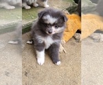 Small Photo #7 Pomeranian Puppy For Sale in BIG ISLAND, VA, USA