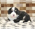 Small #2 Bernedoodle (Miniature)