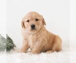Small #5 Golden Retriever